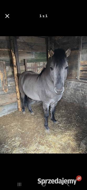 Kon Polski kujawsko-pomorskie Mogilno