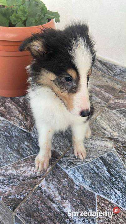 Szczeniaki Owczarek Szkocki Collie długowłosy Iława