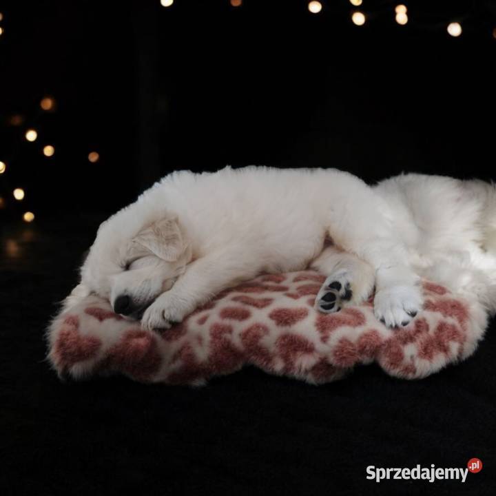 Biały Owczarek Szwajcarski ZKwP FCI szczenieta Owczarek mazowieckie Grodzisk Mazowiecki