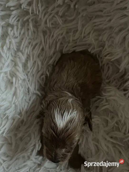 Unikatowy piesek cockapoo f1b mama cockapoo tata Busko-Zdrój