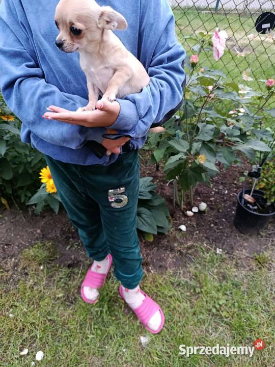 Chihuahua piesek szuka kochającego domu Płońsk