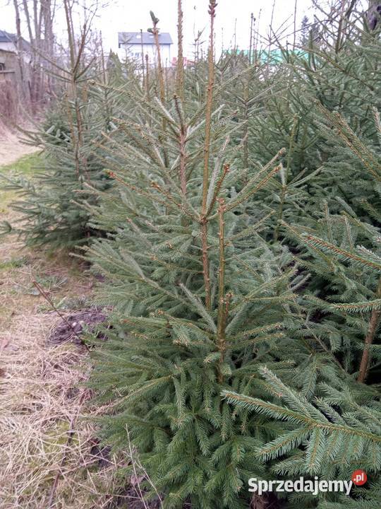 Sadzonki jodły pospolitej i świerka 44 Bełżyce