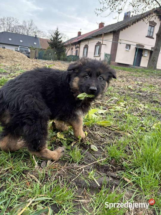 Szczeniaki owczarka niemieckiego Owczarek