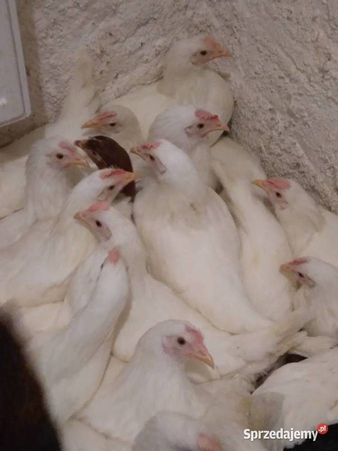 Kury nioski rosa dominant leghorn Nowa Karczma