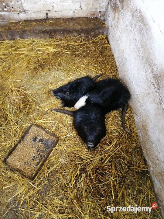 Sprzedam nutrie Gryzonie Dębe Wielkie