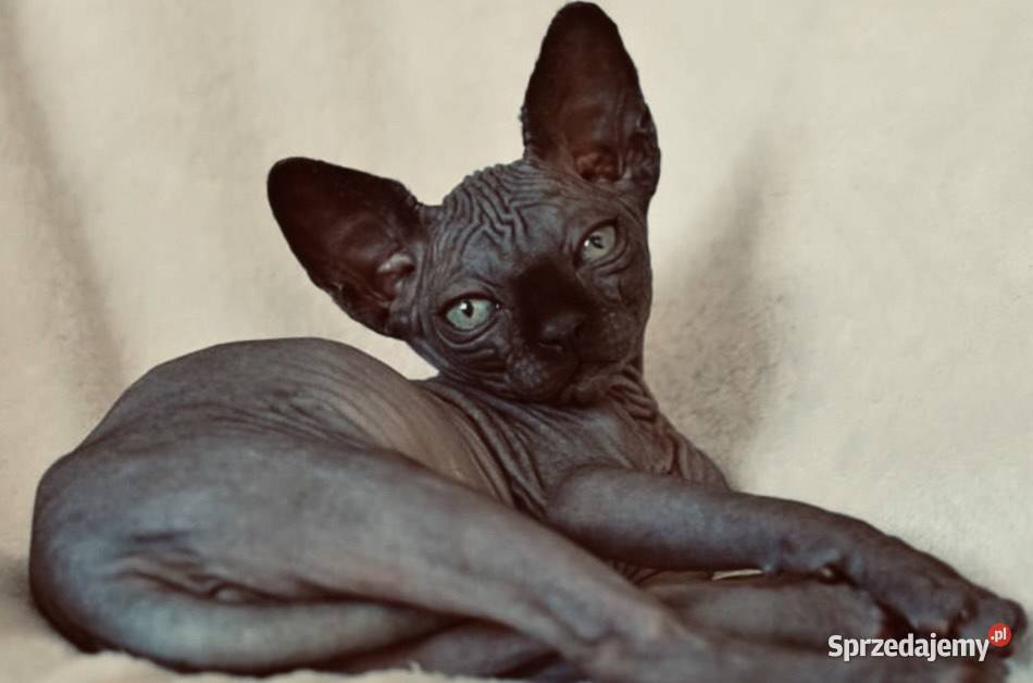 Czarny Kocurek i kotka Płatna Adopcja Przepiękne Warszawa