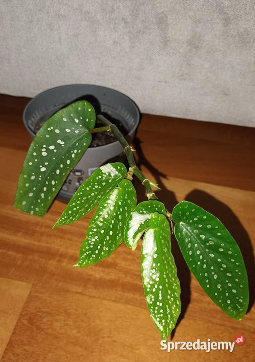 Begonia 1 kwiat rosnący Warszawa