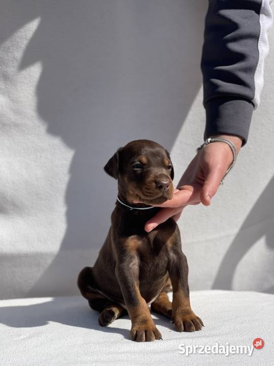 Doberman Piękne Szczenięta opolskie Walce