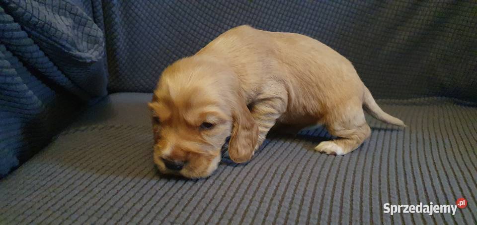 Cocker Spaniel Angielski piesek Radom