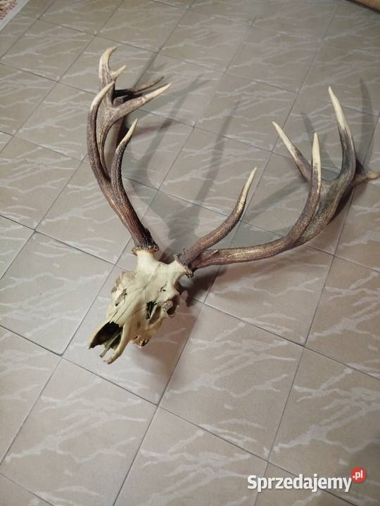 Poroże Wieniec Jelenia