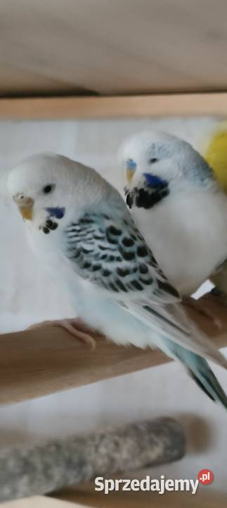 Sprzedam nimfy i faliste podkarpackie Mielec