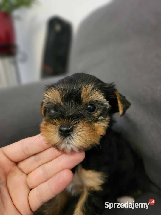 Yorkshire Terrier Samiec z Chipem Wyprawka Częstochowa