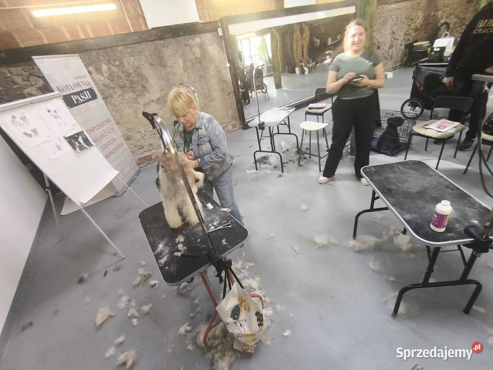 Seminarium groomerów NOWOFUNDLAND Duży Dół