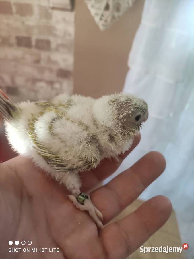 Rudosterki ręcznie karmione sprzedam Ptaki Zgierz