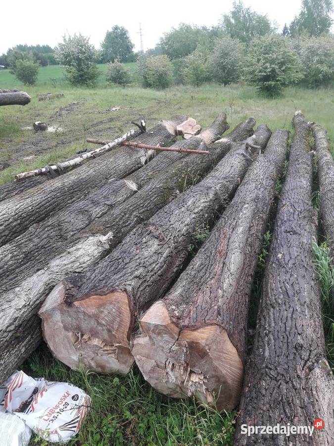 Topola drewnodrzewo tartaczne sprzedam