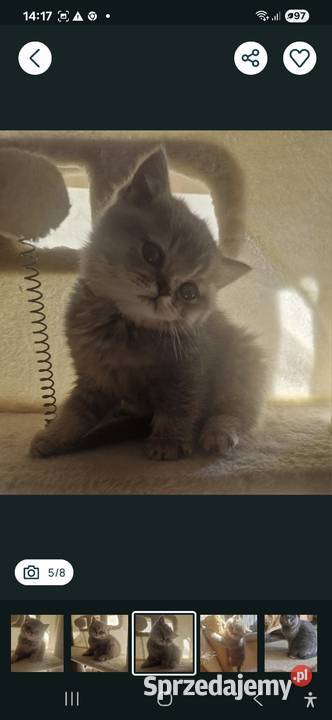 Brytyjskie Szamotuły