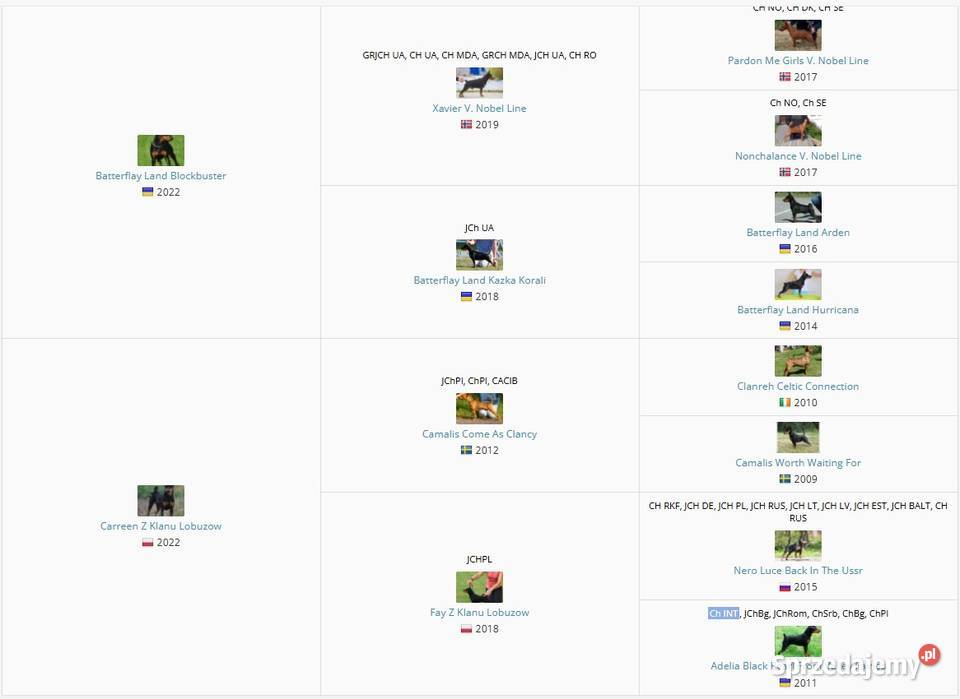 Pinczer miniaturowy ZKwP FCI przebadany piesek Chełm