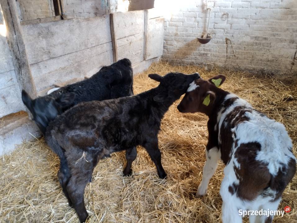 Sprzedam cielaki Bydło lubelskie Jabłoń sprzedam