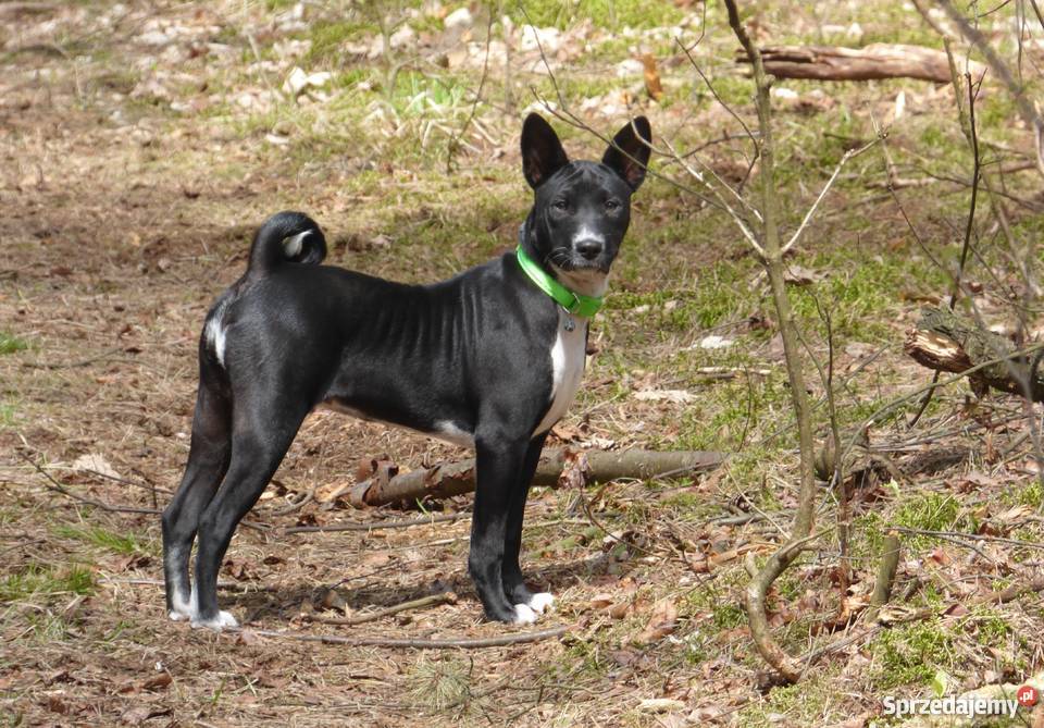 Szczenięta Basenji TEDI Z GREMLINKOWA
