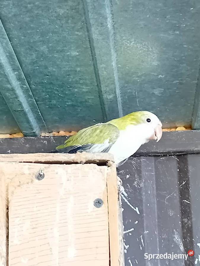 Papugi mńichy Siedlce