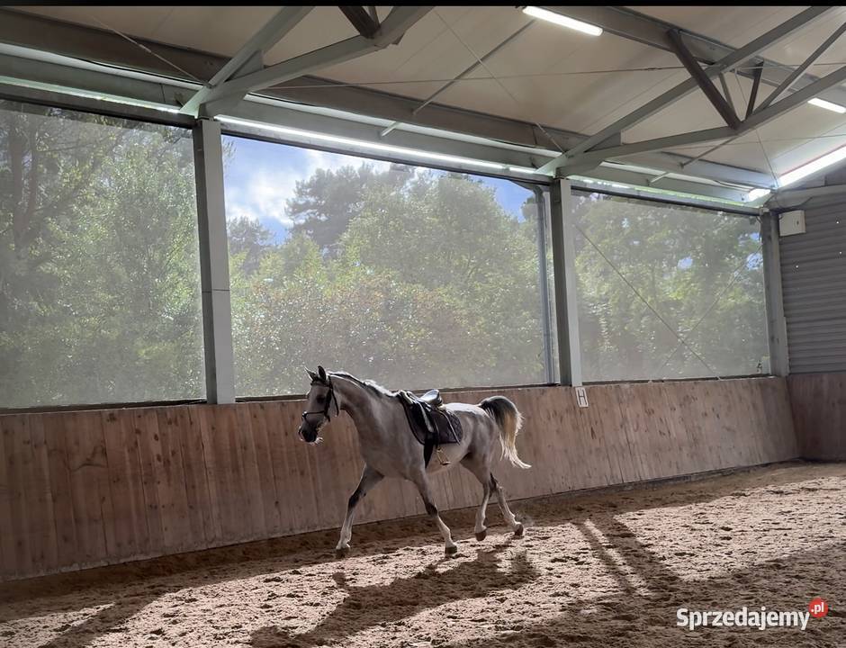 Sprzedam angloaraba Zielona Góra