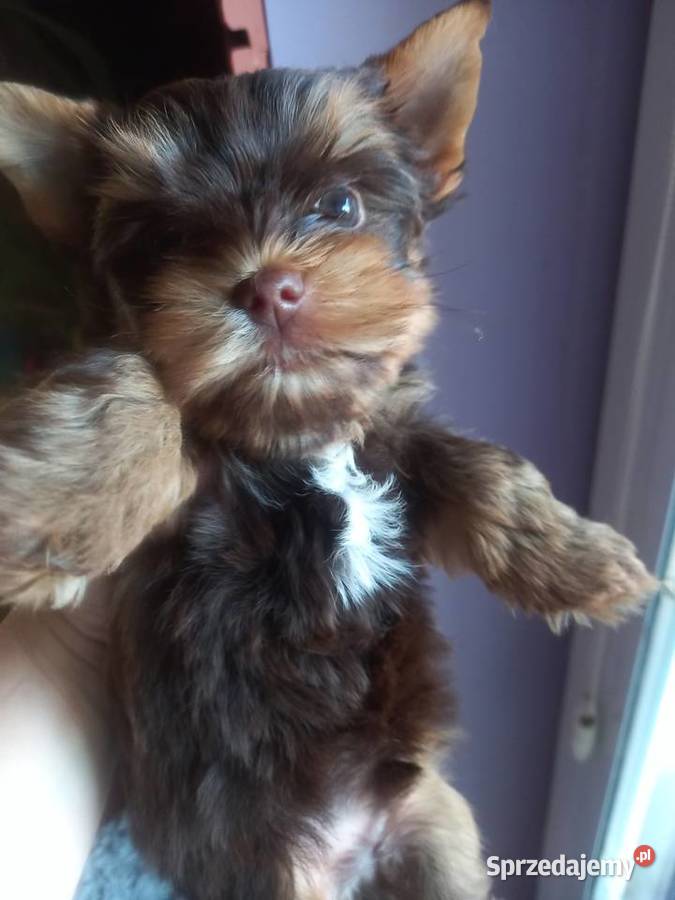 Prześliczny piesek chocolate Yorkshire Terrier z Lublin