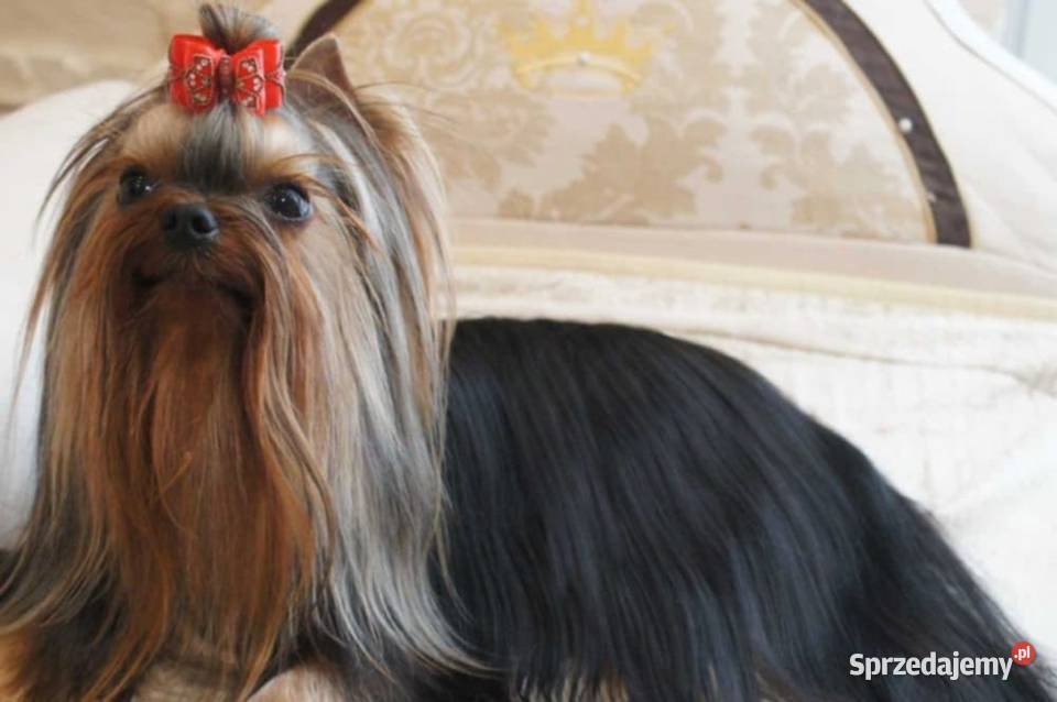 Śliczne szczenięta rodowodowe York Wrocław sprzedam