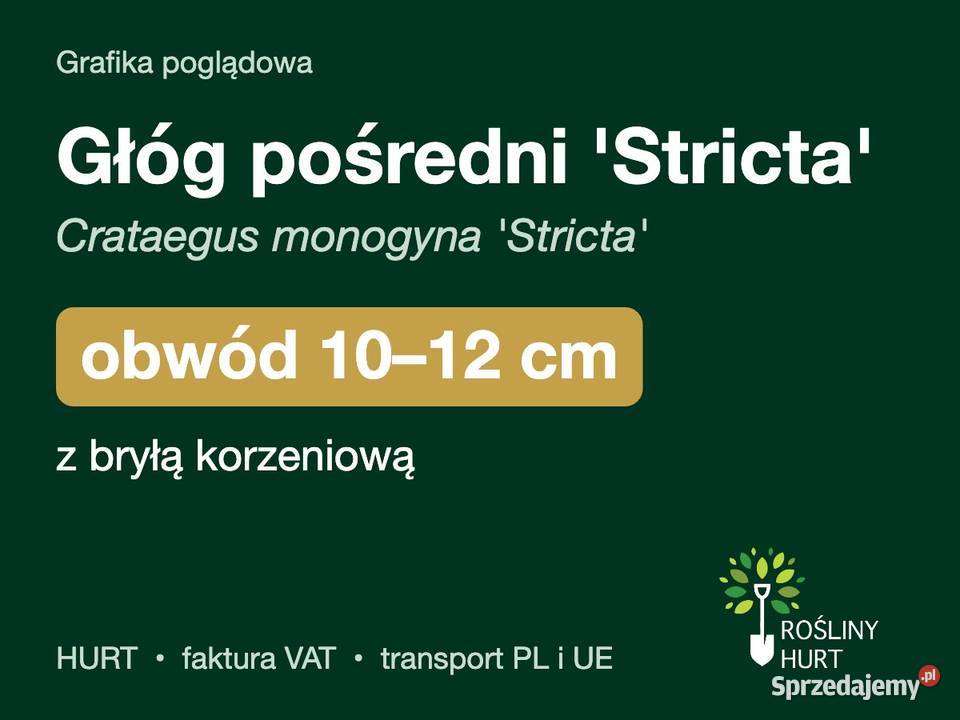 Głóg pośredni Stricta obwód 1012 z bryłą HURT sprzedam