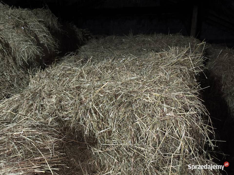 Sprzedam siano w kostce Trawy, słoma wielkopolskie Strzałków