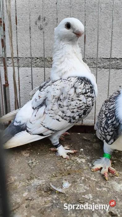 MEWKI ORIENTALNE PIĘKNE GOŁĄBKI Ptaki Bielawy