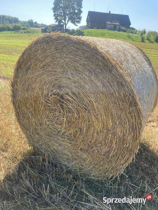 Słoma w belach 120 do 200 sprzedam