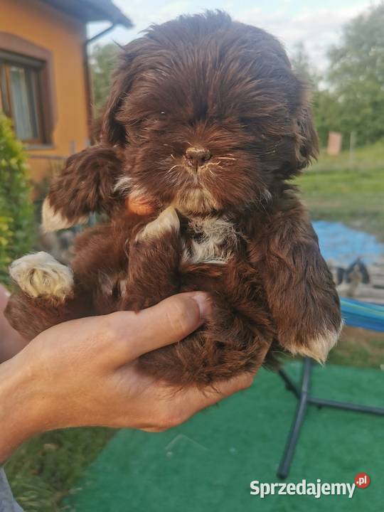 Szczeniaki shiztzu małopolskie Sucha Beskidzka