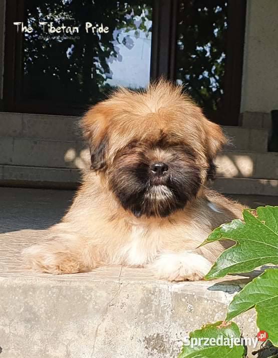 Suczka Lhasa Apso kuzyn Shih Tzu rodowód ZKwP Kraków