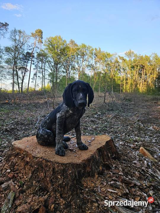 Wyżeł Niemiecki Krótkowłosy lubelskie Łuków