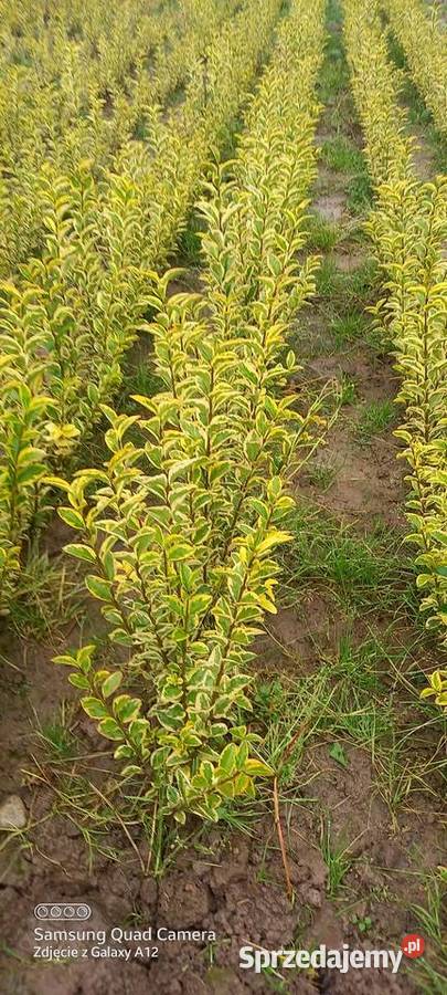 Ligustr zimolistny Aureum 350 2050 3000 sztuk wielkopolskie
