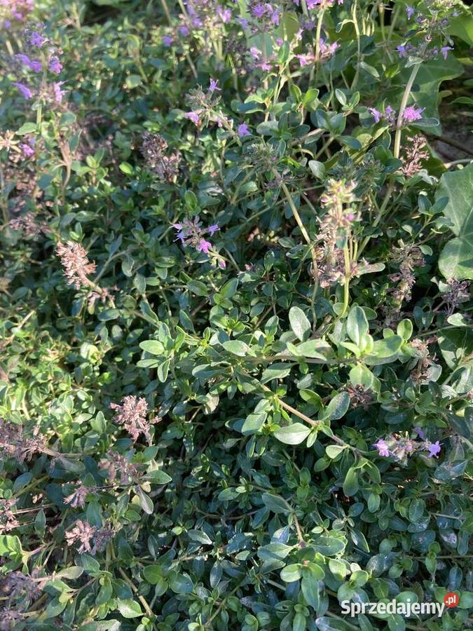 Macierzanka piaskowa pachnąca miododajna lubelskie Lublin sprzedam