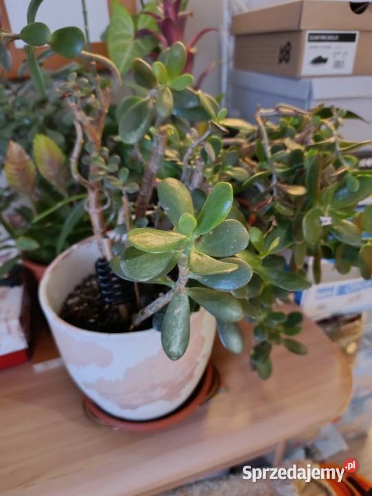 drzewko szczęścia pieniężne grubosz jajowaty