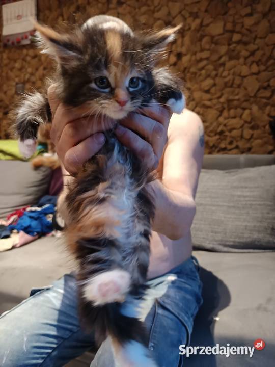 Śliczna kotka rasy Maine coon z rodowodem Prawęcin