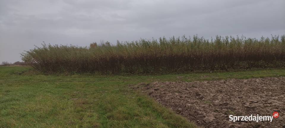 Wiklina Zielona Pilzno