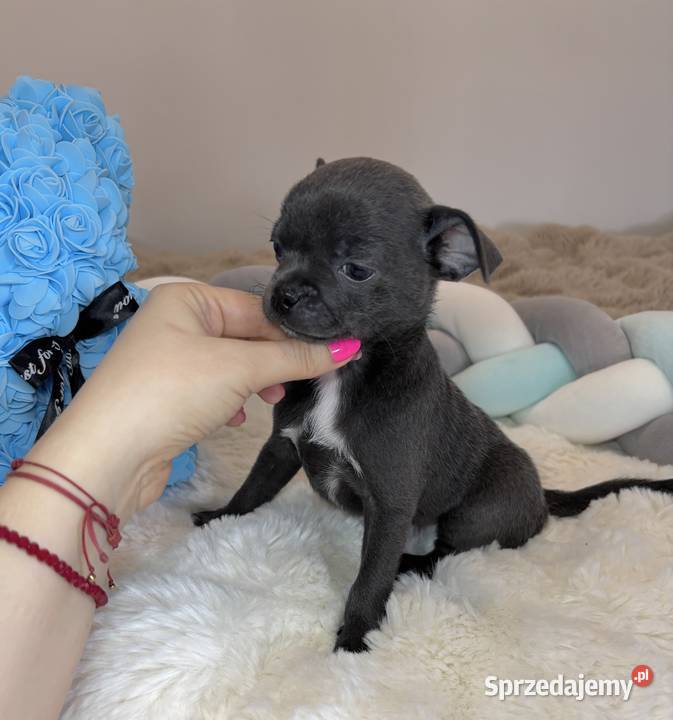Chihuahua piesek krótkowłosy niebieski Blue sprzedam