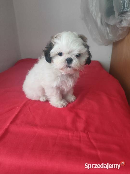 Piesek SHIHTZU Wieluń