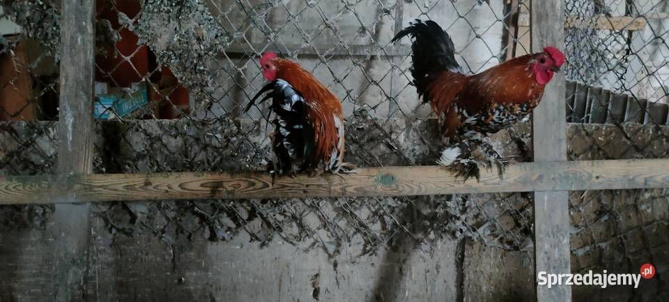 Koguty z 25 roku lubelskie Tokarówka