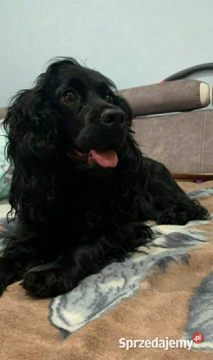 Cockapoo F1 Spaniel Pudel Radom