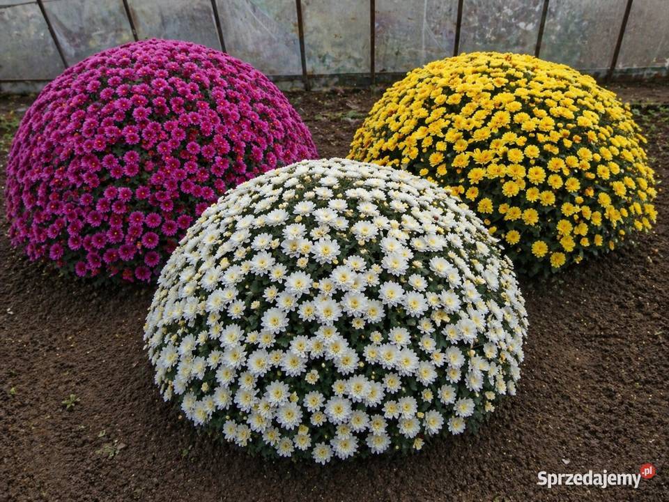 Chryzantema doniczkowa PRODUCENT hurt CZSK Rośliny Kraków