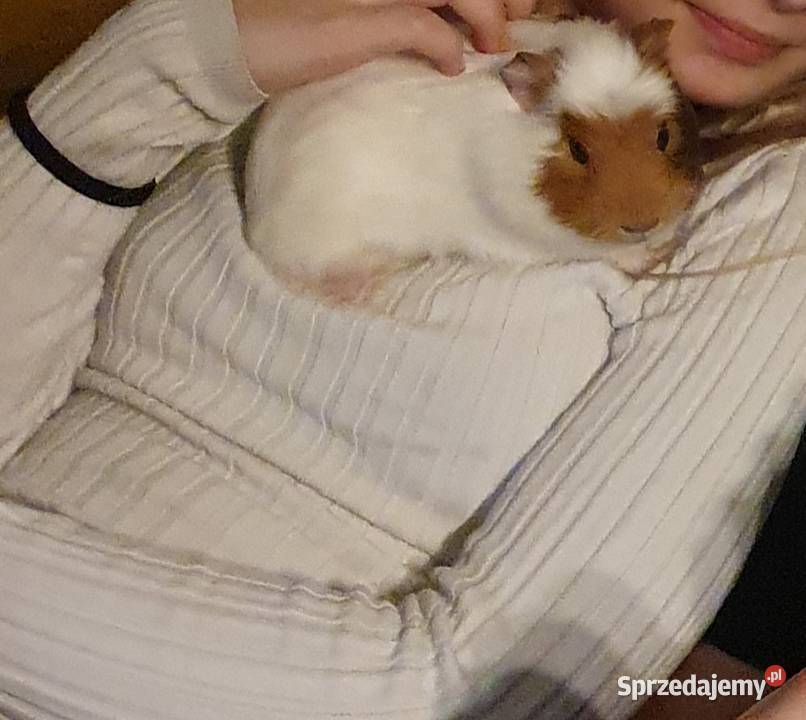 Oddam świnkę morską Malbork