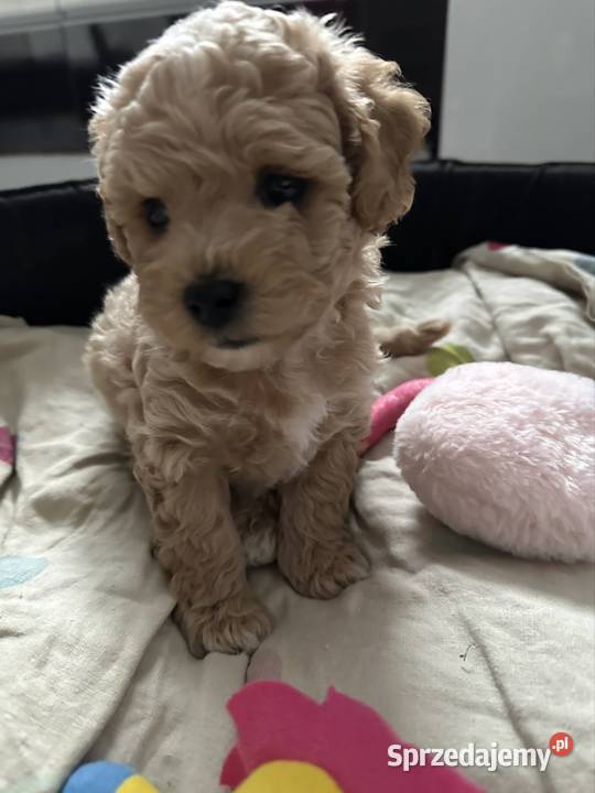 Piesek bichpoo bichon frise pudel toy nie Warszawa