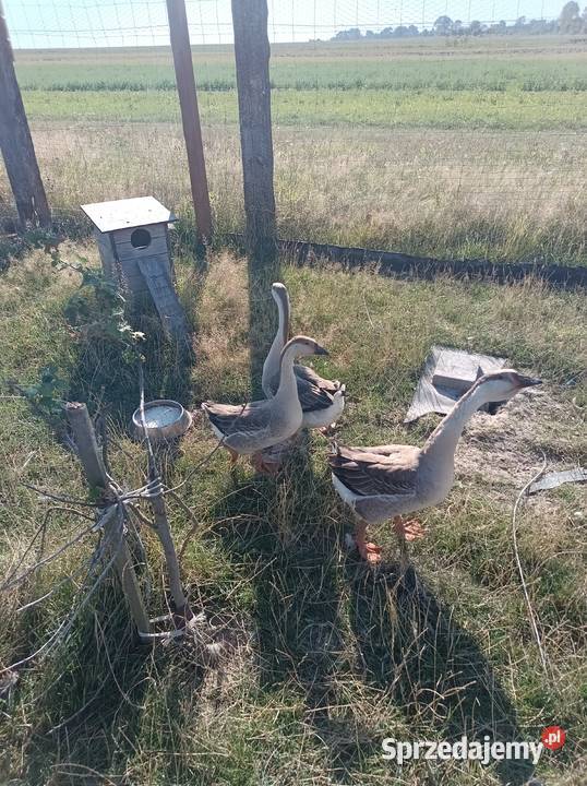 Sprzedam gęsi szare świętokrzyskie Konieczno