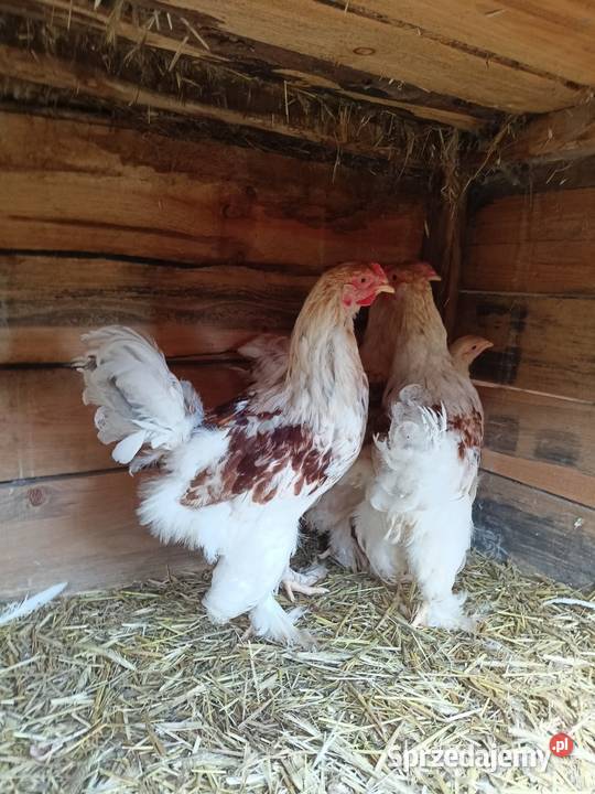 Brahma olbrzymia koguty Więcbork