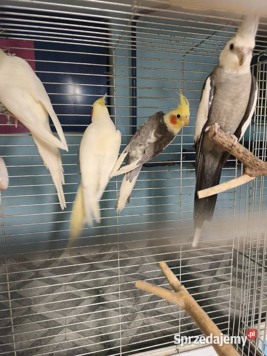 Nimfy Lutino białogłowe standardy itp wielkopolskie Poznań