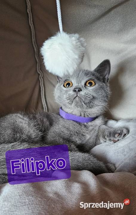 Cudowne kotki brytyjskie niebieskie małopolskie sprzedam
